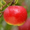 Red Devil Apple Tree