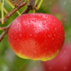 Red Devil Apple Tree