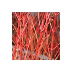 Red Dogwood Bare Root Hedge (2ft - 4ft)