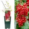 Redcurrant - Ribes Rubrum Augstus