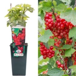 Redcurrant - Ribes Rubrum Jonkheer Van Tets