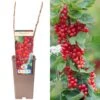 Redcurrant - Ribes Rubrum Rosetta