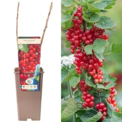 Redcurrant - Ribes Rubrum Rosetta
