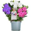 Rhododendron Tricolour - White, Pink &Violet (5L)