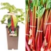 Rhubarb - Rheum Rhabarbarum Canada Red