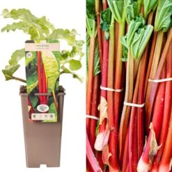 Rhubarb - Rheum Rhabarbarum Canada Red