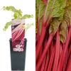 Rhubarb - Rheum Rhabarbarum Glaskins Perpetual