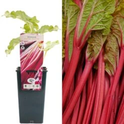 Rhubarb - Rheum Rhabarbarum Glaskins Perpetual