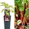 Rhubarb - Rheum Rhabarbarum Timperley Early