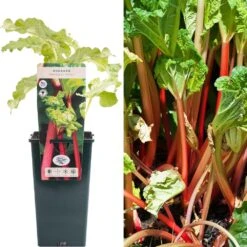 Rhubarb - Rheum Rhabarbarum Timperley Early