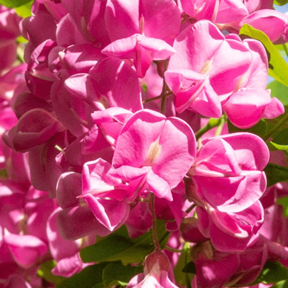 Robinia x margaretta Pink Cascade Tree Robinia X Margaretta Pink Cascade Tree -Garden Plant Seed Store robinia x margaretta pink cascade tree p4023 31277 image