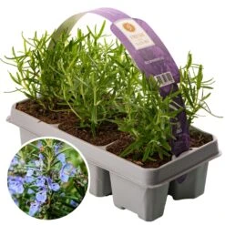 Rosemary Officinalis (6 Pack)