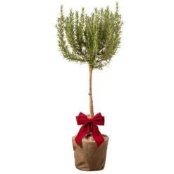 Rosemary Patio Tree In Festive Christmas Wrapping