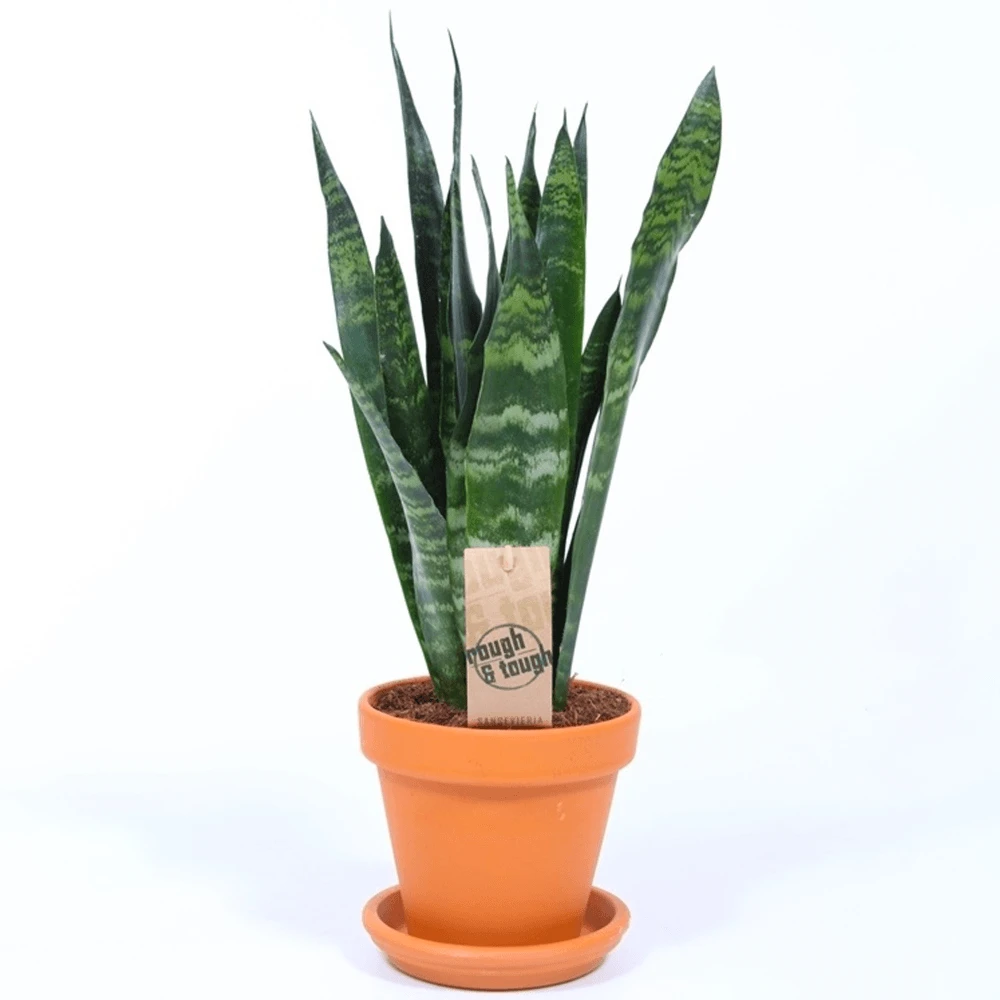 Sansevieria Black Coral Sansevieria Black Coral -Garden Plant Seed Store sansevieria black coral p4793 37872 image