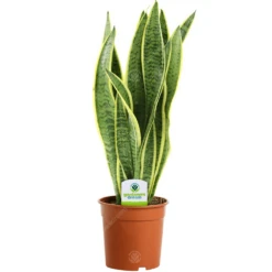 Sansevieria Laurentii In 13cm Pot