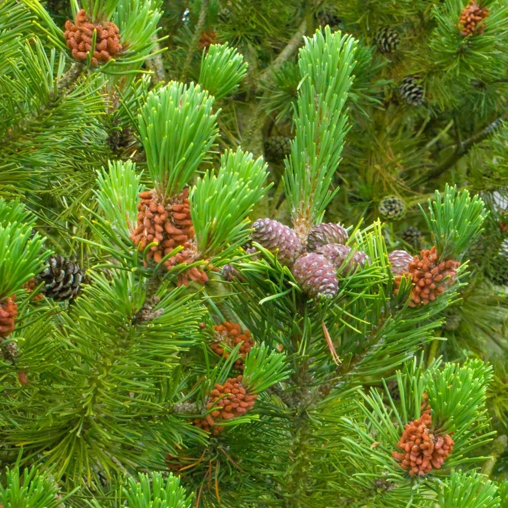 Scots Pine Bare Root Hedge (1ft - 2ft) Scots Pine Bare Root Hedge (1ft - 2ft) -Garden Plant Seed Store scots pine bare root hedge 1ft 2ft p7769 58368 image