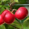 Scrumptious® Apple Tree