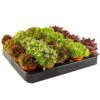 Sempervivum Mix - 5 Pack