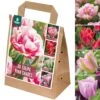 Shades Of Colour Bulb Mix - Tulip Pink Shades (Pack Of 30)