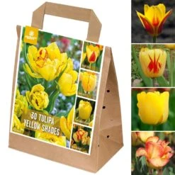 Shades Of Colour Bulb Mix - Tulip Yellow Shades (Pack Of 30)