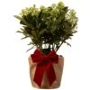 Skimmia Finchy Plant In Festive Christmas Wrapping