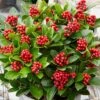Skimmia Obsession