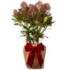 Skimmia Rubella Plant In Festive Christmas Wrapping