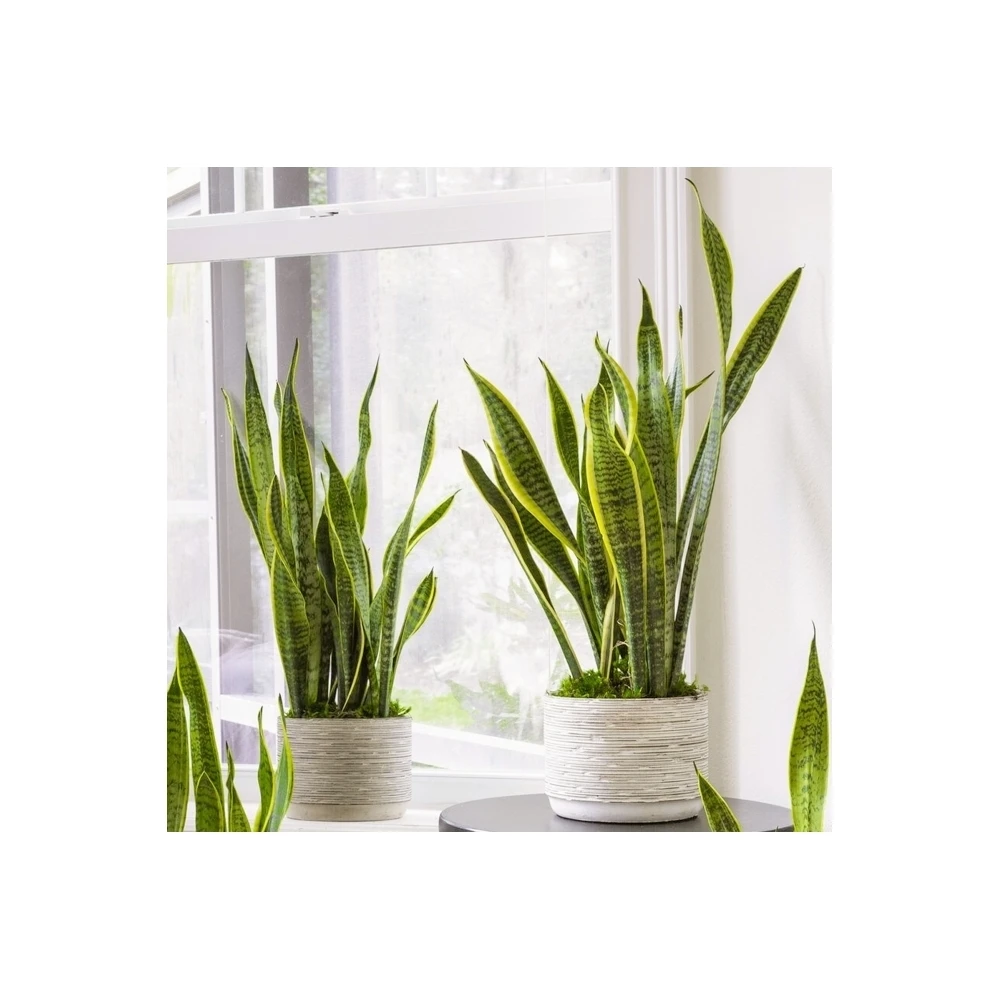 Snake Plant - Sansevieria Laurentii Snake Plant - Sansevieria Laurentii -Garden Plant Seed Store snake plant sansevieria laurentii p7774 58398 image
