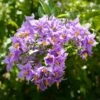 Solanum Glasnevin