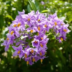 Solanum Glasnevin