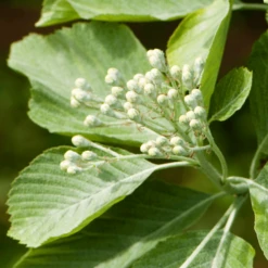 Sorbus Aria Lutescens Tree