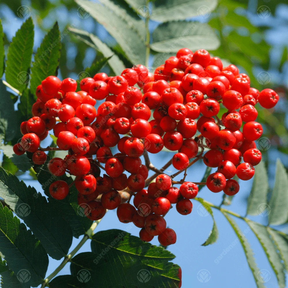 Sorbus aucuparia Asplenifolia Tree Sorbus Aucuparia Asplenifolia Tree -Garden Plant Seed Store sorbus aucuparia asplenifolia tree p3404 34116 image