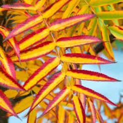 Sorbus Commixta Olympic Flame Tree