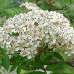 Sorbus Copper Kettle Tree