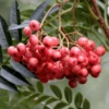 Sorbus Eastern Promise Tree