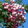 Sorbus Hupehensis Tree