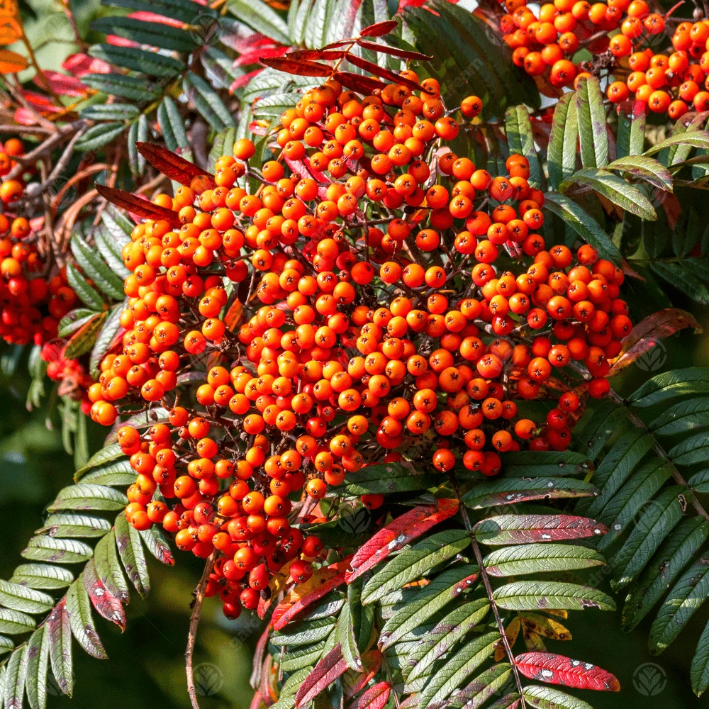 Sorbus scalaris Tree Sorbus Scalaris Tree -Garden Plant Seed Store sorbus scalaris tree p4213 34135 image