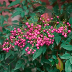 Sorbus Vilmorinii Pink Charm Tree
