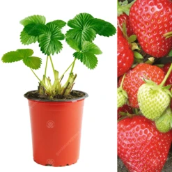 Strawberry Cambridge Favourite (9cm, 5-25 Plants)