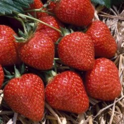 Strawberry Flamenco (9cm, 5-10 Plants)