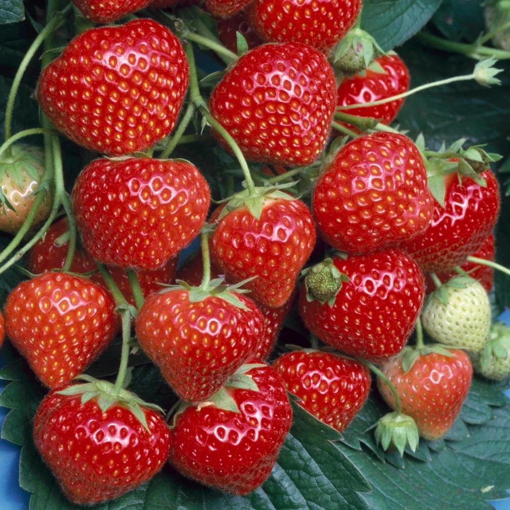 Strawberry Marshmello (9cm, 5-10 Plants) Strawberry Marshmello (9cm, 5-10 Plants) -Garden Plant Seed Store strawberry marshmello 9cm 5 10 plants p6709 48621 image