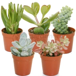 Succulent Mix (5 Plants)
