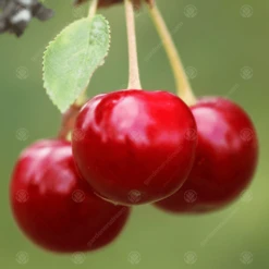 Summer Sun Cherry Tree