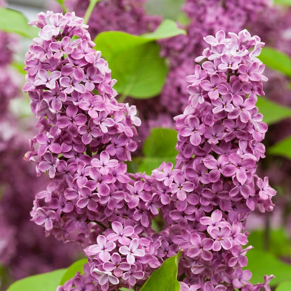 Syringa Andenken an Ludwig Spath Syringa Andenken An Ludwig Spath -Garden Plant Seed Store syringa andenken an ludwig spath p7481 53526 image