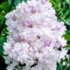 Syringa Beauty Of Moscow Tree (10L, 5-6ft)
