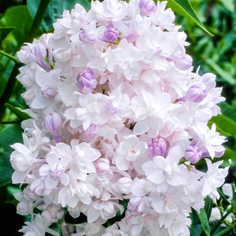 Syringa Beauty of Moscow Tree (10L, 5-6ft) Syringa Beauty Of Moscow Tree (10L, 5-6ft) -Garden Plant Seed Store syringa beauty of moscow tree 10l 5 6ft p5049 39147 image