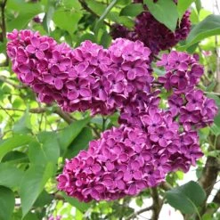 Syringa Charles Joly