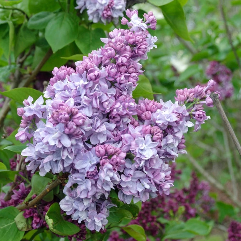 Syringa Katherine Havemeyer Tree (10L, 5-6ft) Syringa Katherine Havemeyer Tree (10L, 5-6ft) -Garden Plant Seed Store syringa katherine havemeyer tree 10l 5 6ft p5050 39151 image