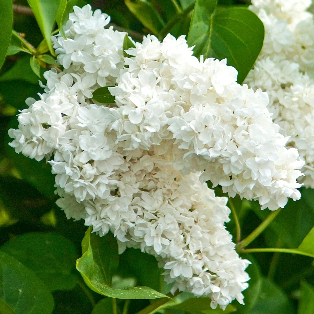Syringa Madame Lemoine (10L, 5-6ft) Syringa Madame Lemoine (10L, 5-6ft) -Garden Plant Seed Store syringa madame lemoine 10l 5 6ft p7713 54911 image