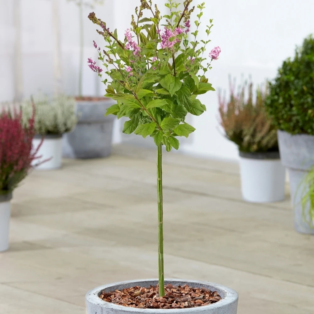 Syringa Minuet Patio Tree Syringa Minuet Patio Tree -Garden Plant Seed Store syringa minuet patio tree p4725 37466 image